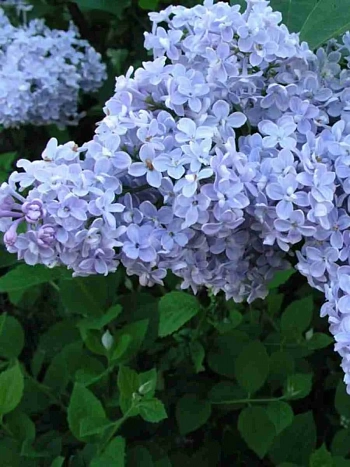 Сирень обыкновенная Президент Греви