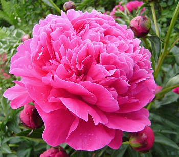 Пион травянистый Канзас