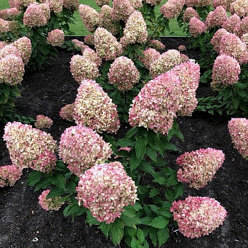 Гортензия метельчатая Коттон Крем (Патио)