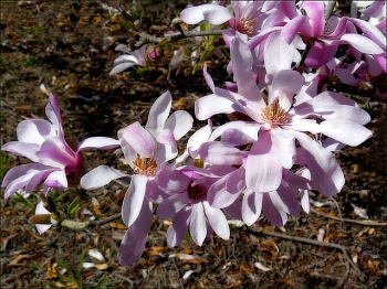 Магнолия суланжа Speciosa