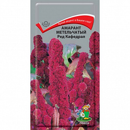 Амарант метельчатый Ред Кафедрал