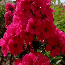 Флокс метельчатый Younique Red