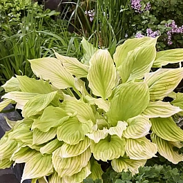 Хоста Lemon Feathers