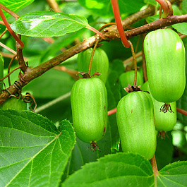 Актинидия коломикта Адам (мужской)