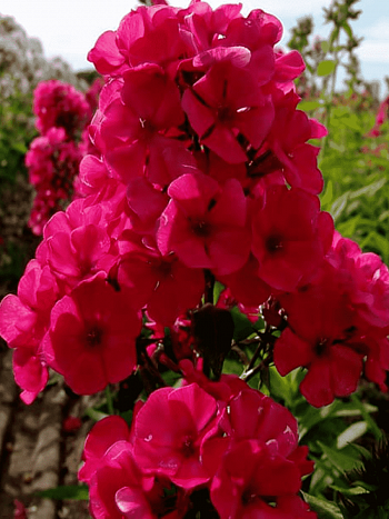 Флокс метельчатый Younique Red