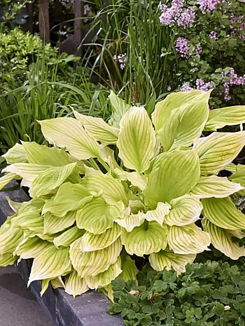 Хоста Lemon Feathers