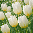 Тюльпан ранний White Prince