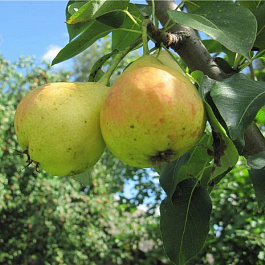 Груша плодовая Детская Груша плодовая Детская