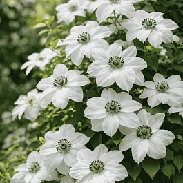 Клематис гибридный Anna Karolina