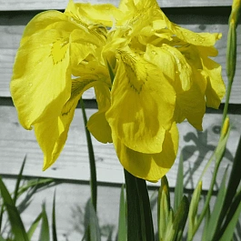 Ирис болотный Flore Plena