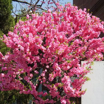 Миндаль трехлопастной Снега Уимуры