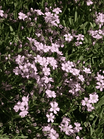 Гипсофила ползучая Filou Rose