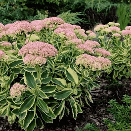 Очиток телефиум Autumn Charm (Lajos)