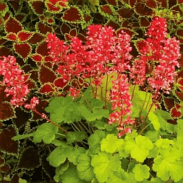 Гейхера Little Cutie Sweet Tart