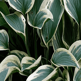 Хоста Wide brim