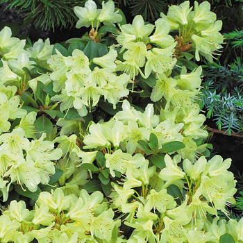 Рододендрон Хенса Принцесса Анна