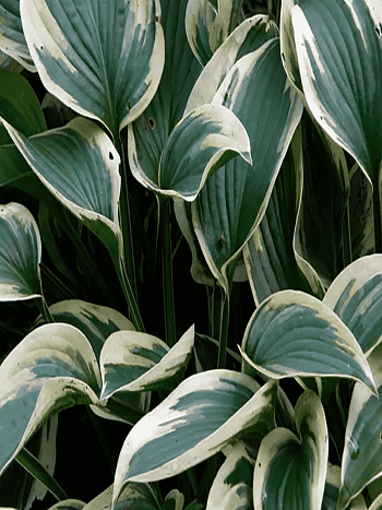 Хоста Wide brim