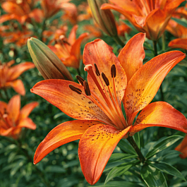 Лилия Royal Sunset