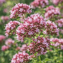 Душица обыкновенная Poncho