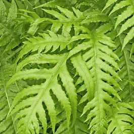 Вудвардия бахромчатая