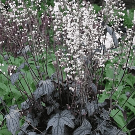 Гейхерелла Infinity