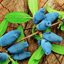 Жимолость плодовая Сувенир