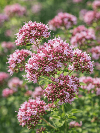 Душица обыкновенная Poncho