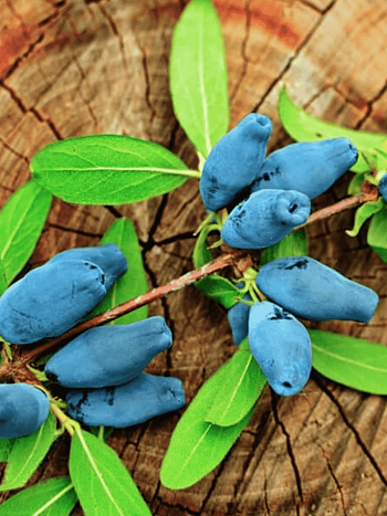 Жимолость плодовая Сувенир