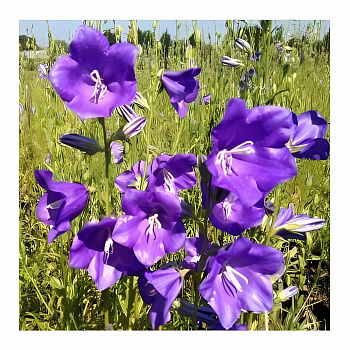 Колокольчик (Кампанула) персиколистный Caerulea