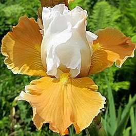 Ирис бородатый Эприкот Фрости