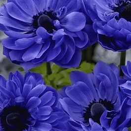 Анемона Double Lord Lieutenant