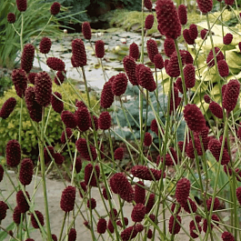 Кровохлебка лекарственная Lum