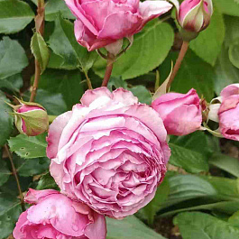 Роза Английская кустовая Brother Cadfael