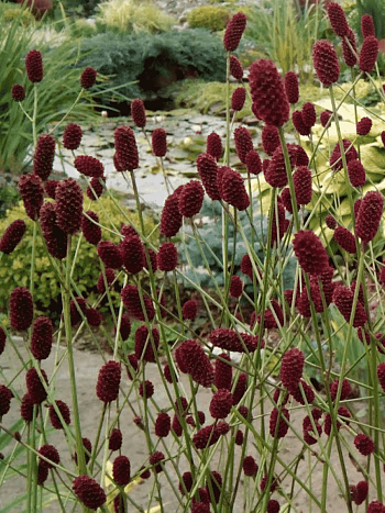 Кровохлебка лекарственная Lum