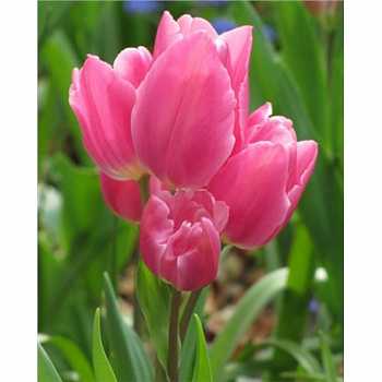 Тюльпан многоцветковый Хэппи Фэмили Тюльпан многоцветковый Хэппи Фэмили