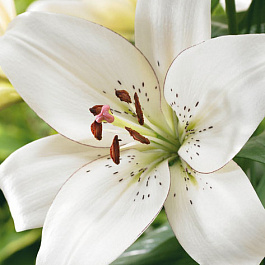 Лилия ЛА-гибрид Айлинер