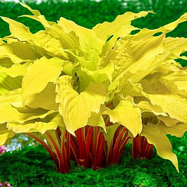 Хоста гибридная Липстик Блонд НАБОР 2ШТ (1+1)