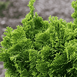 Кипарисовик тупой Sparkless