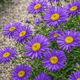 Астра альпийская Dunkle Schöne