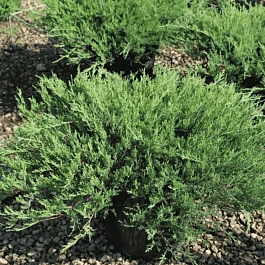 Можжевельник горизонтальный Agnieszka