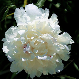 Пион древовидный Снежная Пагода