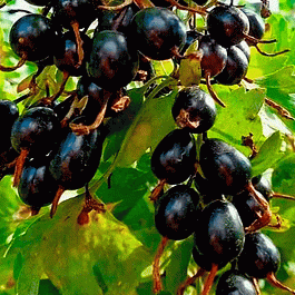 Смородина Лёвушка