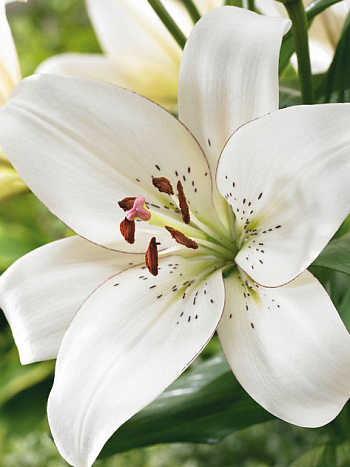 Лилия ЛА-гибрид Айлинер