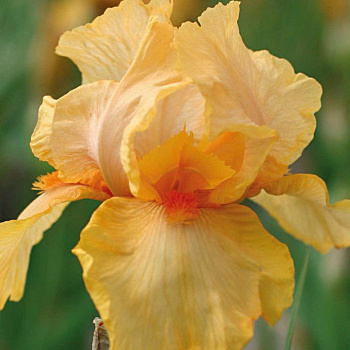 Ирис бородатый Лавли Лайт