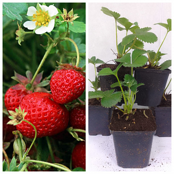 Земляника садовая Эви 2 НАБОР 5ШТ