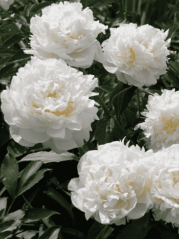 Пион Молочноцветковый Henry Sass