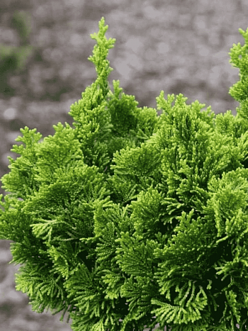 Кипарисовик тупой Sparkless