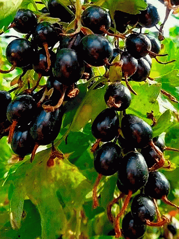 Смородина Лёвушка