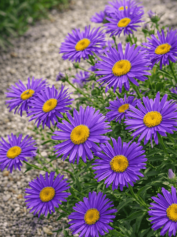 Астра альпийская Dunkle Schöne