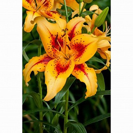 Лилия ОА-гибрид Отель Калифорния